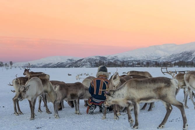 renas_passeio_tromso_noruega