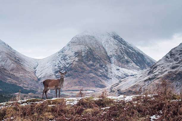 Lone deer in Glen Etive, Scotland, with Buachaille Etive Mor in the background